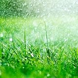 rasensamen dekoration gartenpflanzen indoor garten zimmerbonsai bonsai wildkräuter hochbeett...