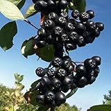 AroniaSamen, Aroniabeeren, obstsamen für garten Aronia melanocarpa, obstbaum exotische...