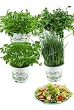 Salatkräuter-Set, 4 Frische Kräuter Pflanzen, Schnittlauch, Rucola, Pimpinelle & Petersilie