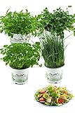 Salatkräuter-Set, 4 Frische Kräuter Pflanzen, Schnittlauch, Rucola, Pimpinelle & Petersilie