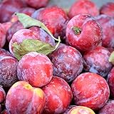 Opal aromatisch süße Pflaume Buschbaum ca. 110-140 cm im Topfballen Unterlage St. Julien A