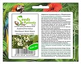 Stk - 20x Azadirachta Indica Niembaum Niem Neem Margosa Pflanzen - Samen ID32 - Seeds Plants Shop...