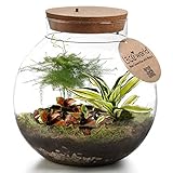 vdvelde.com - Tropical Biodome - Ecoworld Flaschengarten mit 3 Mini Pflanzen im Glas - Pflanzen...