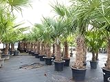 gruenwaren jakubik 2 Stück Trachycarpus fortunei, 70-100 cm Stamm, 210-250 cm Hanfpalme,...