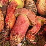 Steinpilze Pilze gartenkräuter gemüsepflanzen dachbegrünung gemüsesaat pflanzendeko hochbeet...