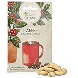 Zwerg Kaffeestrauch Samen: Premium Kaffee Samen für ca. 5 schöne Kaffee Zimmerpflanzen – Züchte...