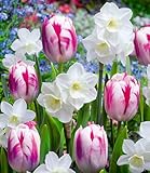 BALDUR Garten Blumenzwiebel-Mix 'Butterfly Kisses',15 St.,elegante Zierde im...