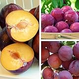 Pflaumenbaum Renklode Althana Obstbaum 80-140 cm, Aromatische Süße Früchte, Winterharter,...