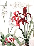 Bossi Geschirrtuch (Amaryllis A)