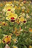 WASSERPFLANZEN WOLFF- 2er-Set - winterhart! - Mimulus tigrinus - getigerte Gauklerblume, gelb-rot...