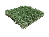 Zoysia Sod Platte für Stecklinge