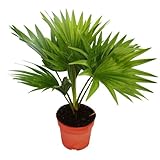 Exotenherz - Zimmerpalme - Livistona rotundifola - Zimmerpflanze