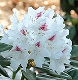 Großblumige Rhododendron Schneeauge 30-40cm - Alpenrose - Gartenpflanze