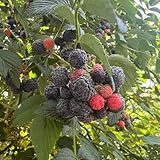 100 pcs himbeerbaum winterhart samen bio saatgut balkon pflanzen, Rubus idaeus, säulen obstbäume...