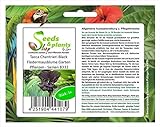 Stk - 5x Tacca Chantrieri Black Fledermausblume Garten Pflanzen - Samen B332 - Seeds Plants Shop...
