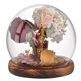 PH PandaHall Glas Cloche Glaskuppel Klare Globe Display Kuppel mit Holzsockel Dekorative Glasvitrine...