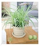BALDUR Garten Chlorophytum Variegatum, 1 Pflanze, Luftreinigende Zimmerpflanze, unterstützt das...