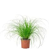 Echtes Katzengras - pflegeleichte Zimmerpflanze, Cyperus alternifolius 'Zumula' - Höhe ca. 30 cm,...