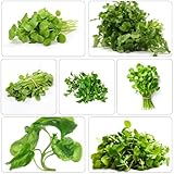 Brunnenkresse balkonpflanze robuste balkonpflanzen extrem winterharte kübelpflanzen gartenpflanze...