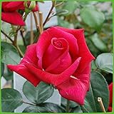 Kletterrose Red Flame in Rot - Kletter-Rose winterhart, stark duftend - Pflanze für Rankhilfe...