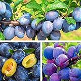 Pflaumenbaum Ungarin Dabrowicka Obstbaum 80-140 cm, Aromatische Süße Früchte, Winterharter,...