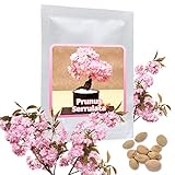 Japanische Zierkirsche/Blütenkirsche 10 Samen/Pack (Prunus serrulata) - ein rosa Blütentraum im...