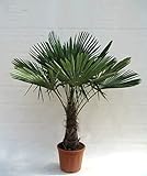 Winterharte Hanfpalme - Trachycarpus fortunei - Gesamthöhe 140-170cm Stamm 40-50cm Topf Ø 36 cm 20...