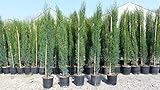 gruenwaren jakubik 1x Mittelmeerzypresse 140-160 cm Säulen Toskana Zypressen Zypresse Cupressus...