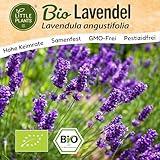 Little Plants BIO Lavendel Samen 300 Lavendelsamen Blumensamen für Blumenkübel Samenfest Blumen...