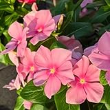 immergrüne schnittblumen Catharanthus roseus - wildblumen balkonblumen gartenpflanze balkonpflanze...