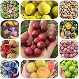 pflaumenbaum winterhart, balkon kaufen exotische draußen 80samen