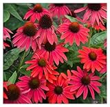 1 x Echinacea purpurea 'Lakota Red' (Stauden/Staude/Mehrjährig/Winterhart) Roter Purpursonnenhut -...