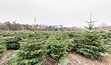 5st. Nordmanntannen 30-40cm im Topf Nordmanntanne Weihnachtsbaum Abies nordmanniana für...