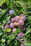 Pflaume Pflaumenbaum Prunus domestica Terrassenobst Opal 80-120 cm Lieferhöhe