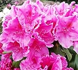 Rhododendron Hybride ' Claudine ' großblumige Alpenrose 50-60 cm hoch