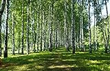BIRKENWALD Fototapete VLIES-300x223 cm (5596A)-Natur Landschaft Birken Bäume Wald Fotokunst...