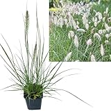 Zwerg Lampenputzergras | 1 Stück im Topf| Pennisetum al. 'Little Bunny' von Intragarten...