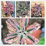 Seed Sale - Hot 100pcs/lot Mixed Astrophytum Cactus Seeds Succulent Plants DIY Home Garden Flower...