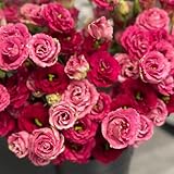 lisianthussamen - winterhart balkon 150pcs