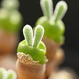 Seeds 50 seeds/succulent package seed seed rabbit figure semi -obsconic monitoring rabbit rabbit