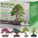 SeedPal Easy Bonsai Starter Kit - Bonsai Anzuchtset 4 versch. Bonsai Samen - Züchte deinen...