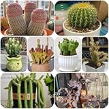 exotische kakteen kaktus schattenpflanzen, winterharte kübelpflanzen, balkonpflanzen bodendecker...