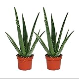 Exotenherz - 2er Set - Aloe vera - ca. 2 Jahre alt - 10,5cm Topf