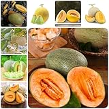 50 Pcs Honigmelone Samen - Cantaloupe Melone - Luftreinigende Zimmerpflanzen, Baumschutz Winter...