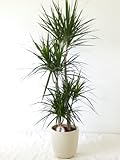 [Palmenlager] - XXL Dracaena marginata 160 cm / 4er(!) Tuff // Drachenbaum