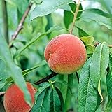 Pfirsich Kernechter vom Vorgebirge Pfirsichbaum winterhart Obstbaum 80-120 cm