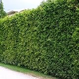 5 Thuja Brabant 140-150cm XXl ohne Topf gemessen frisch vom Feld Gartenhecke Heckenpflanzen...