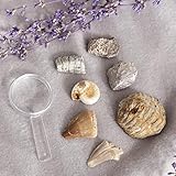 Xiaojikuaipao Rock and Mineral Collection Earth Science Toy Geology Science Kit 7 Earth Science...