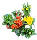 Frühlingsblumen Set 4, Primeln, Bellis Gänseblümchen, Vergissmeinnicht, Tulpen & Narzissen