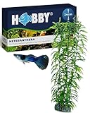 HOBBY Aquaristik Heteranthera I 34 cm I Naturgetreue Nachbildung I Versteckmöglichkeiten und...